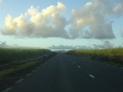 Asphalt road between sugarcane fields under clouds lit by morning light