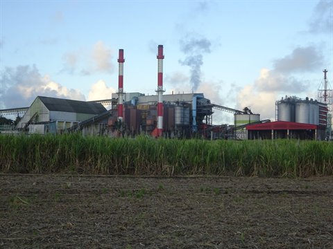 Factory with two red and white chimneys behind a sugarcane field