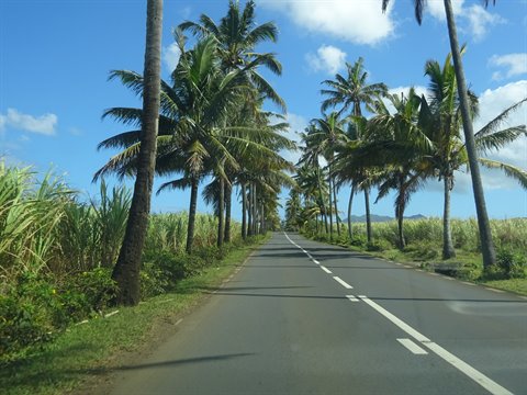Asphalt road lined with palm trees and fields under blue cloudy sky