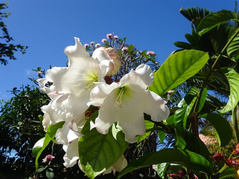 White flowers with green leaves under bright blue sky