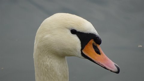 White swan with orange beak resting on gray water, soft natural light