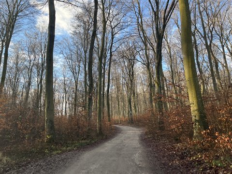 Dirt path winding through bare autumn trees, blue sky with clouds