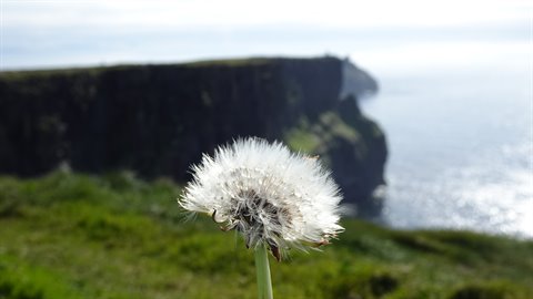White dandelion in foreground over grassy cliffs above the sea