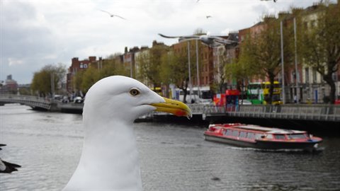 Close-up seagull by an urban river, red tour boat and colourful buildings