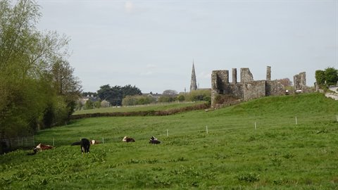 Cows grazing before stone ruins and church spire, green meadow, soft daylight