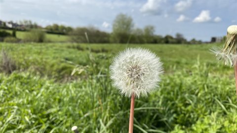 White dandelion close-up in a green meadow under cloudy sky