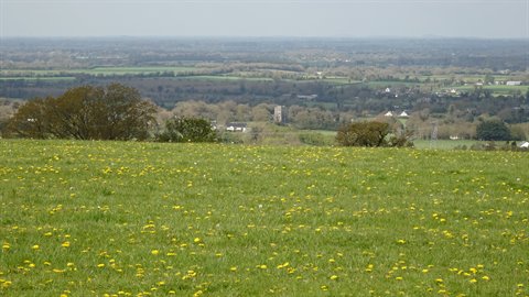 Meadow with dandelions, bright green fields and village with tower in distance
