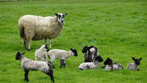 Sheep with five lambs in a green meadow, soft natural daylight
