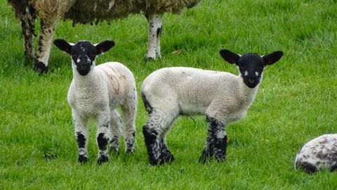 Two black and white lambs on green grass in natural light, sheep behind