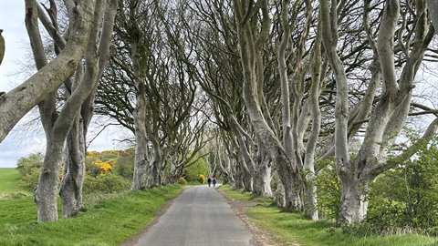 Intertwined beech trees form a tunnel over a rural road, people walk