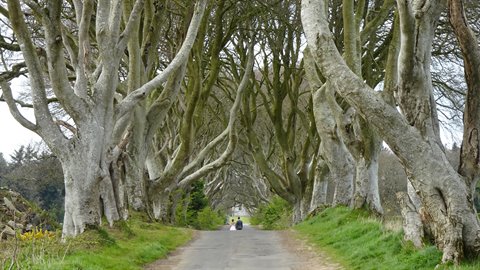 Rural road flanked by intertwined ancient beech trees, cyclist passing, soft diffused light
