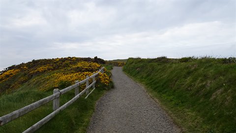 Gravel path between green hedges and yellow gorse, wooden fence, cloudy sky