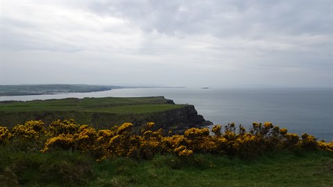 Yellow flowers on green cliffs above grey sea under cloudy sky