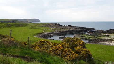 Rocky coastline with black rocks, green fields and yellow gorse under cloudy sky