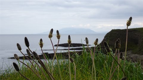 Dark wildflower seed heads before a rocky coast and sea under cloudy sky