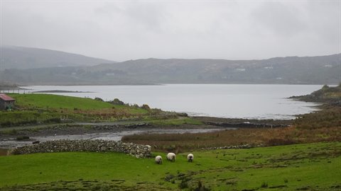 Sheep grazing on green grass beside a bay under cloudy skies