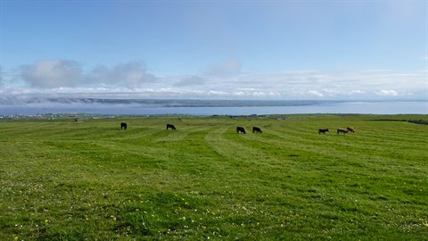 Cows grazing on a green meadow, sea and clouds under a blue sky