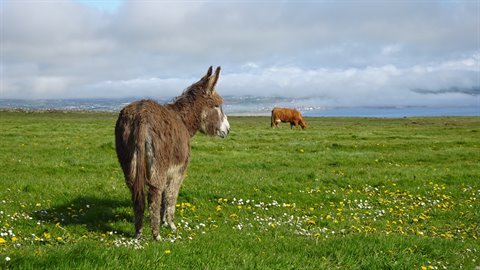 Brown donkey in a flowering meadow with grazing cow, cloudy sky, natural light