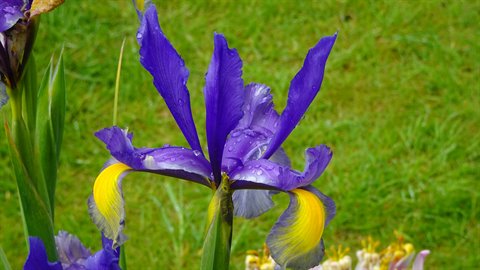 Close-up of a purple and yellow iris flower wet with rain, grassy background