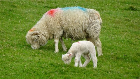 Sheep marked with red and blue grazes with lamb on green meadow