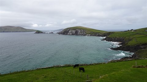 Cows grazing on green hill above rocky bay, cloudy sky
