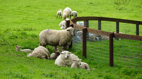 Sheep and lambs resting and grazing on a green meadow beside a wooden fence