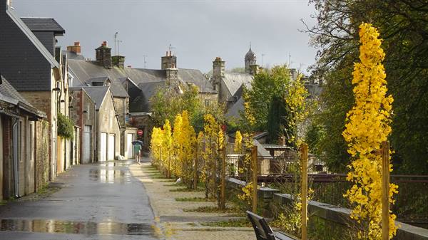 A rain-soaked road, yellow broom: Brittany welcomes us.