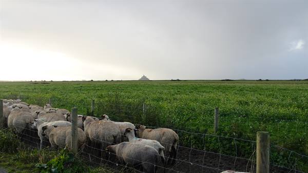 Sheep grazing, and in the distance Mont Saint-Michel waits for us.