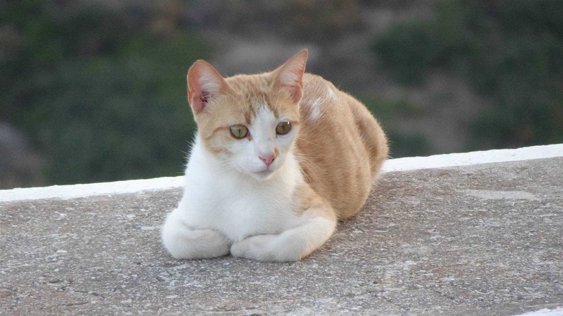 Gatto rosso e bianco sdraiato su un muro di cemento