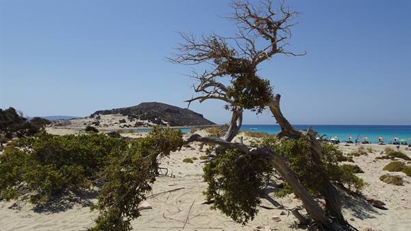 Trees bent by the wind guard this endless blue.