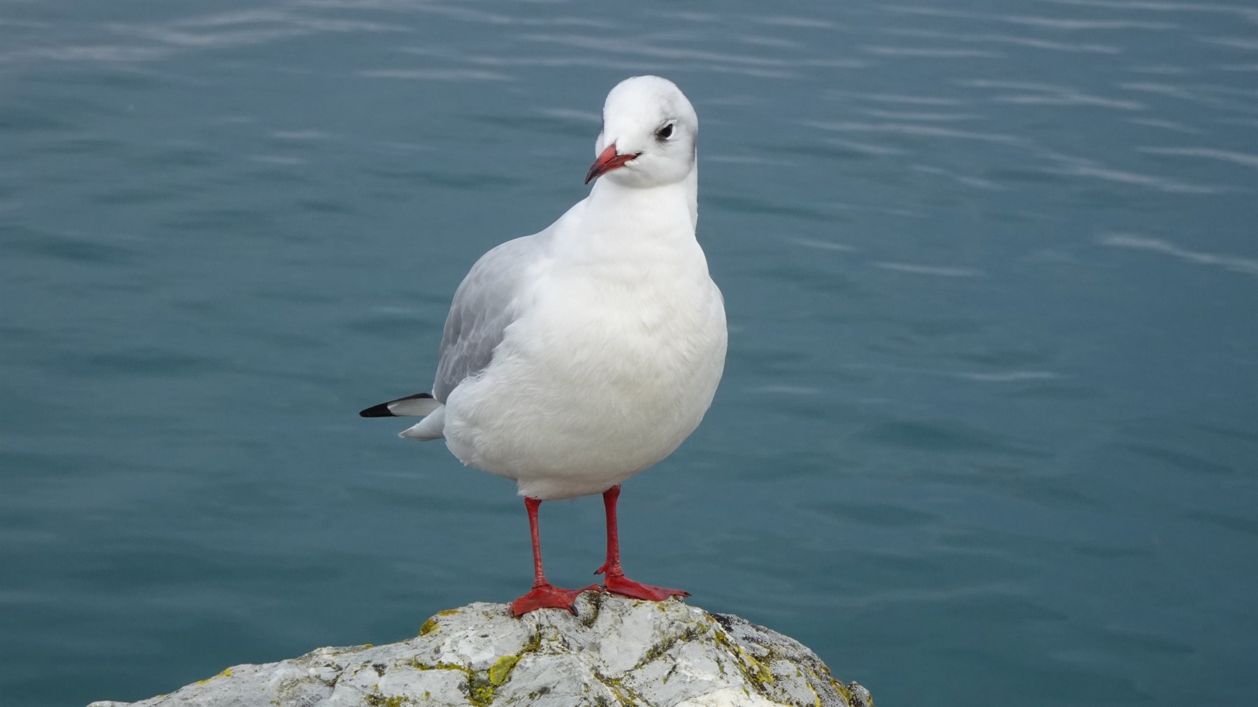 Gabbiano su roccia scabrosa davanti all'acqua azzurra del lago di Annecy
