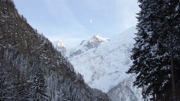 Snow-covered Mont Blanc peaks among fir trees, moon in blue sky