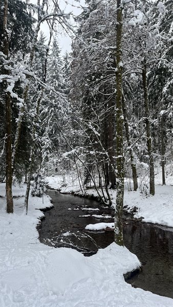 Dark stream flowing between snow-covered firs, fresh snow on the banks