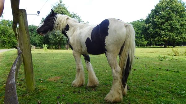 Black and white piebald horse in a fenced meadow at La Lucerne
