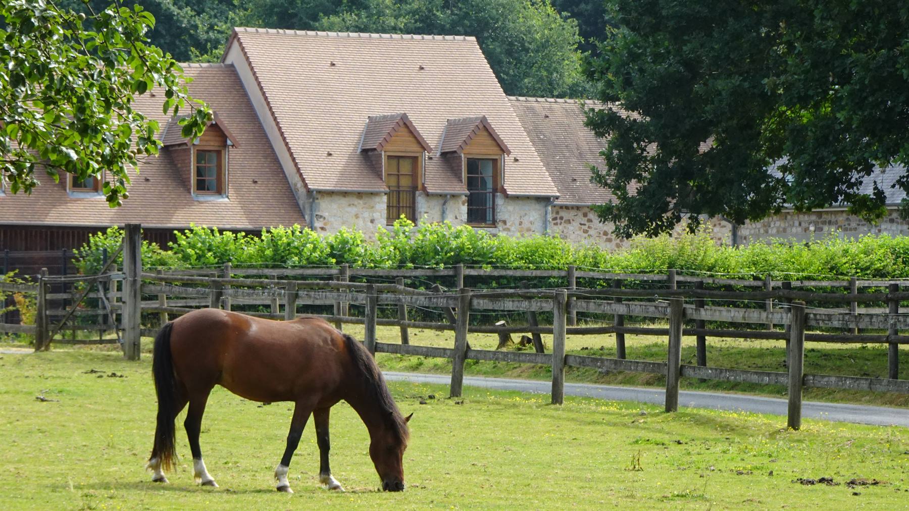 Cavallo bruno al pascolo davanti a fattoria in pietra con tetti in ardesia, Normandia