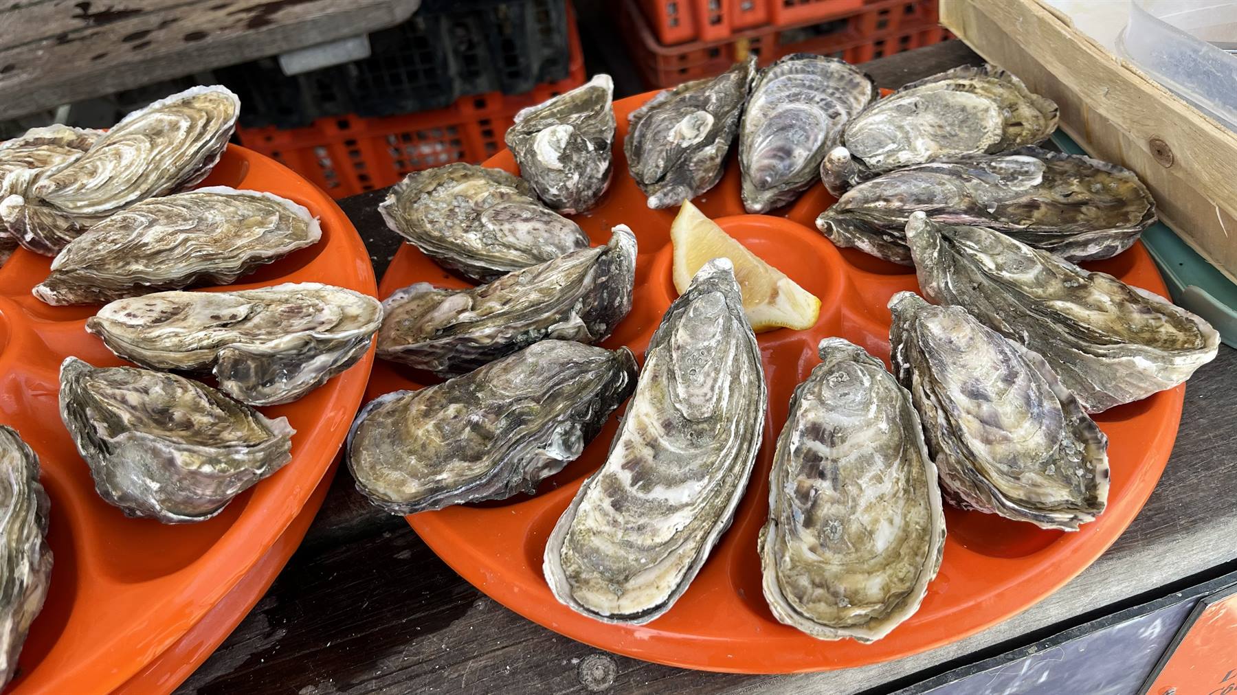 Ostriche fresche su piatti arancioni con spicchio di limone, mercato di Cancale
