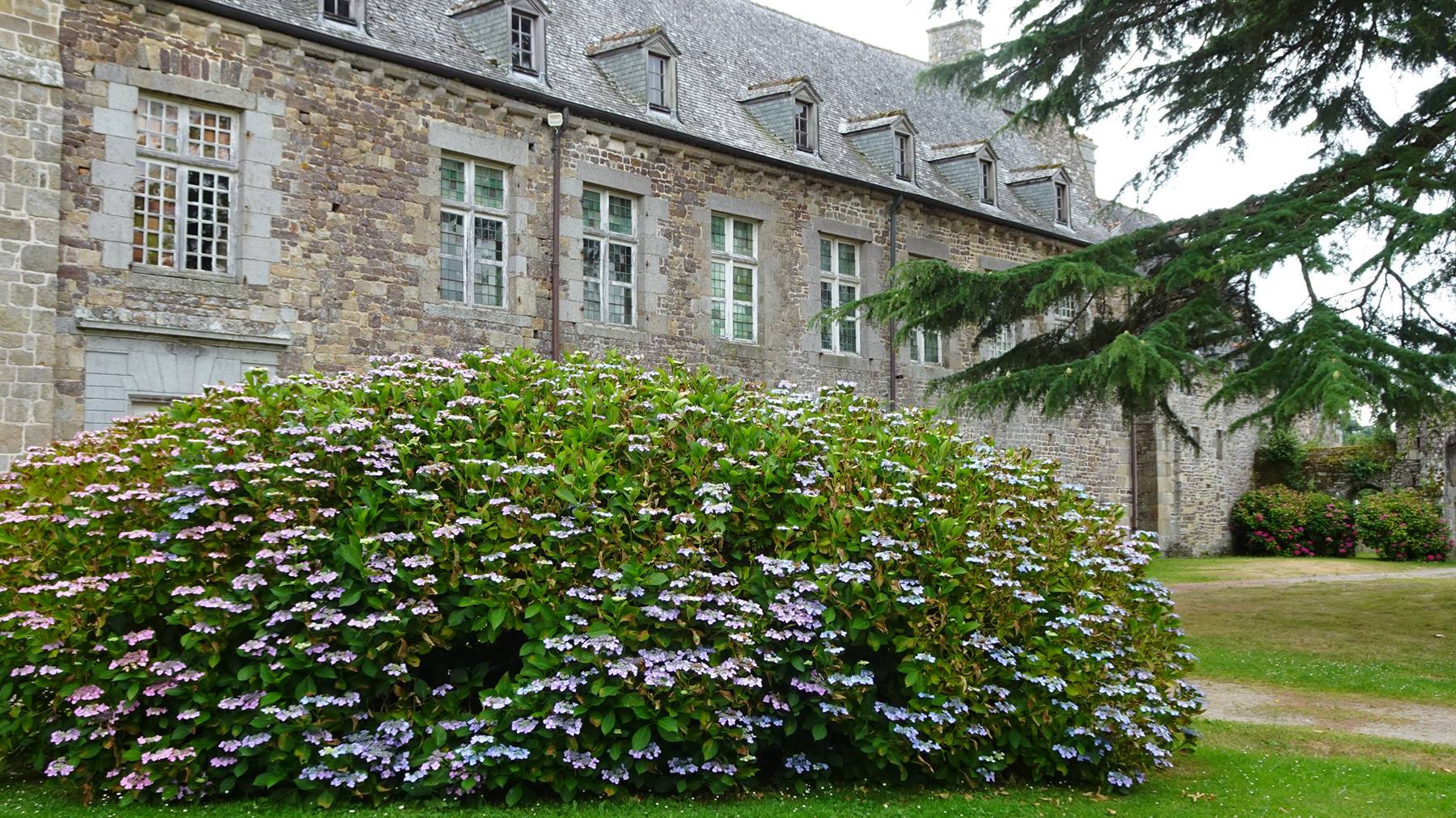 Ortensie in fiore davanti all'abbazia in pietra di La Lucerne