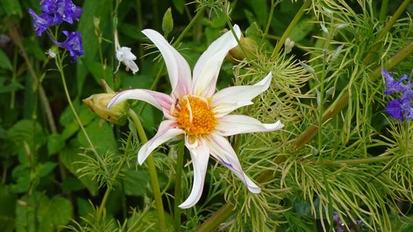 Giverny - Monet's Gardens