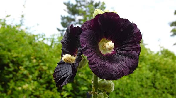 Giverny - Monet's Gardens