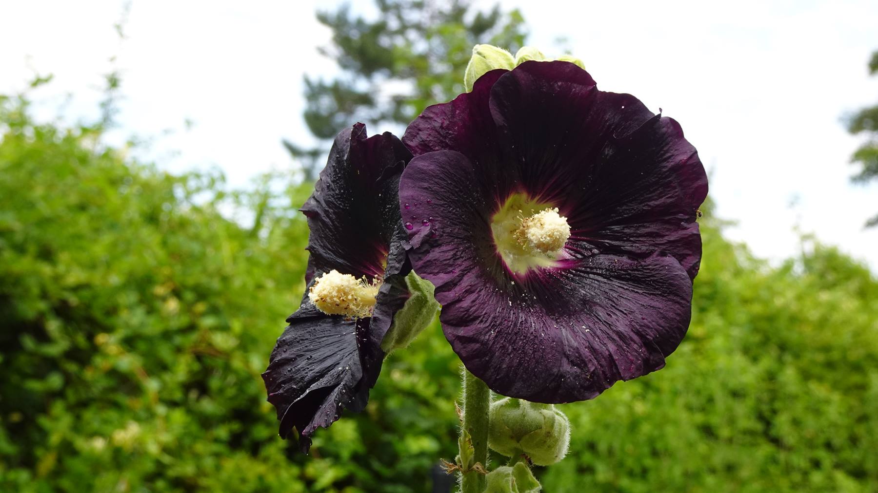 Giverny - Giardini di Monet