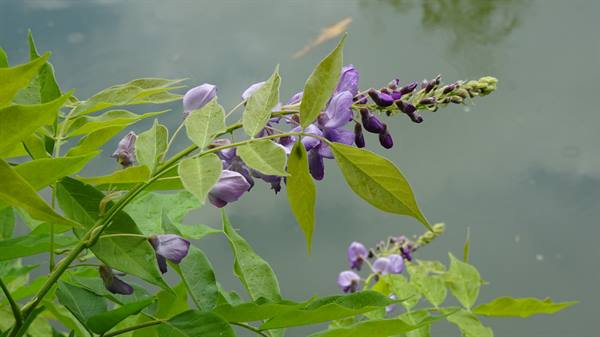 Giverny - Monet's Gardens