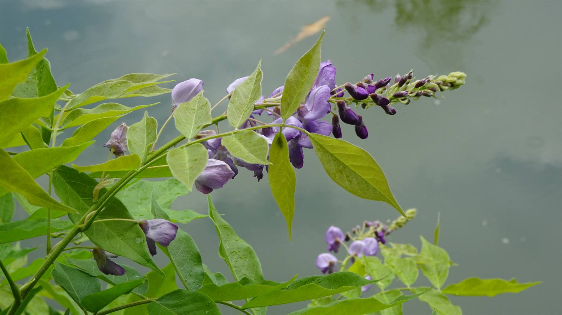 Giverny - Giardini di Monet