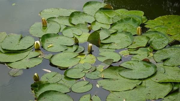 Giverny - Monet's Gardens