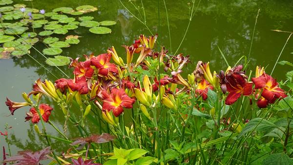 Giverny - Monet's Gardens