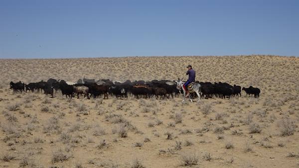 Pastore a cavallo con gregge di pecore nel deserto Kizilkum