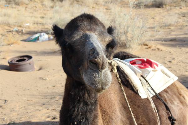 Cammello marrone con sella bianca e rossa tra le sabbie del deserto Kizilkum