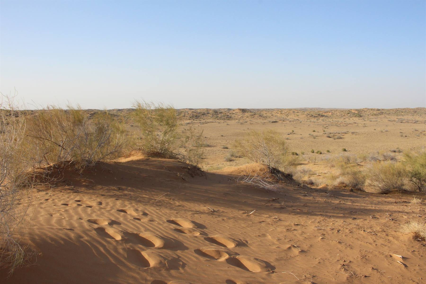Impronte sulla sabbia rossa tra arbusti, deserto di Kizilkum