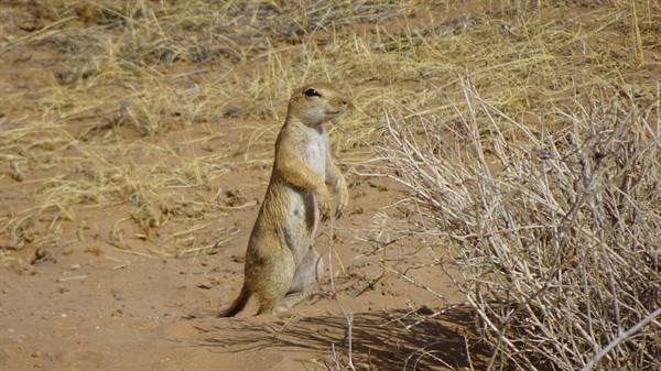 Scoiattolo di terra in piedi tra cespugli secchi, deserto di Kizilkum