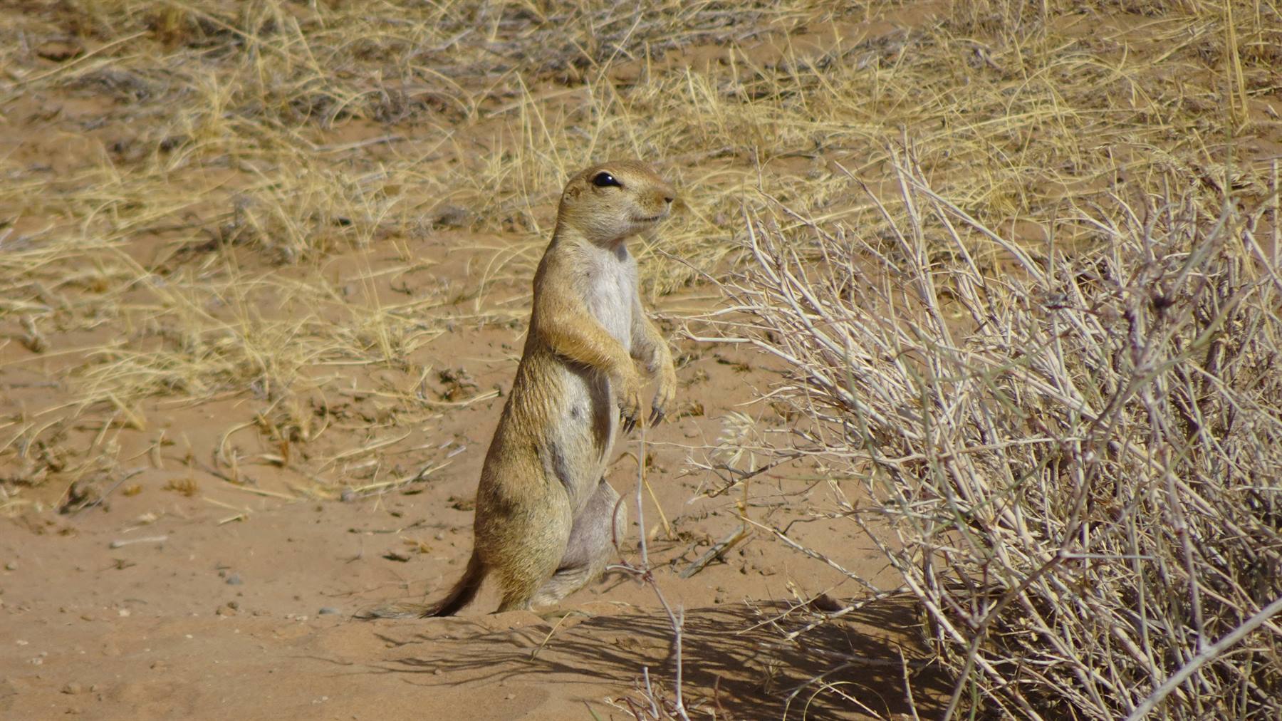 Scoiattolo di terra in piedi tra cespugli secchi, deserto di Kizilkum