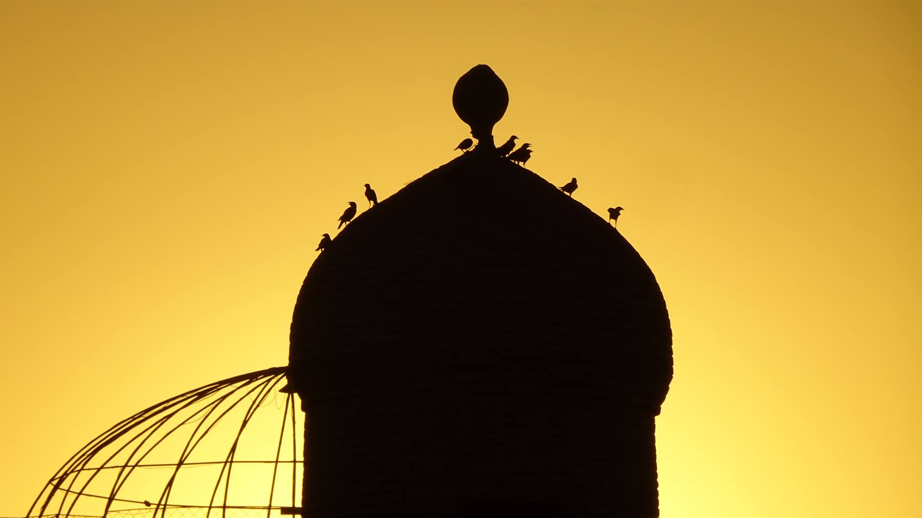 Uccelli sulla cupola di una madrasa di Samarcanda al tramonto